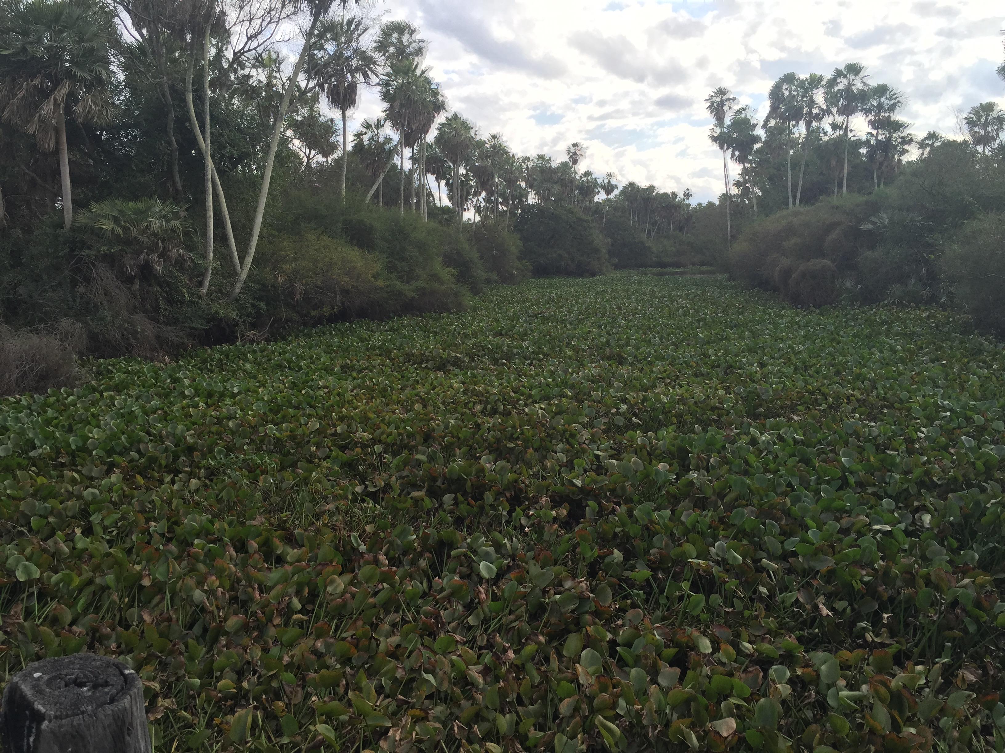 Agua Dulce - Destacada