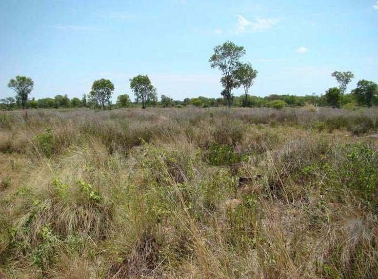Campo Alegre - Imagen