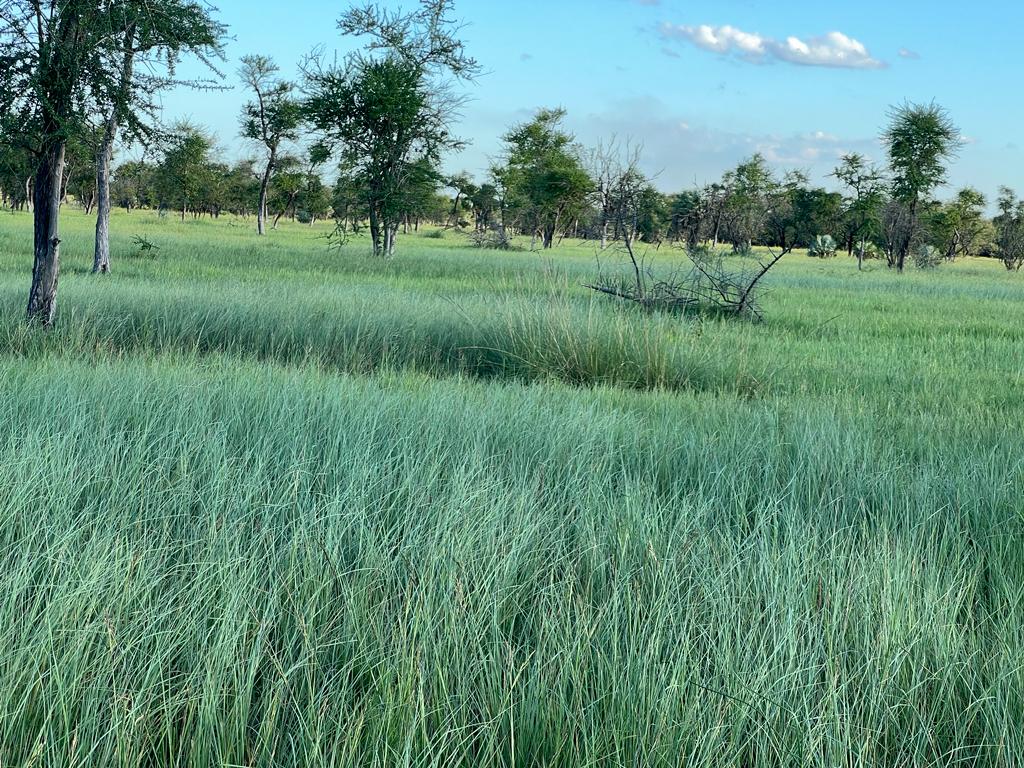 Campo Alegre - Imagen