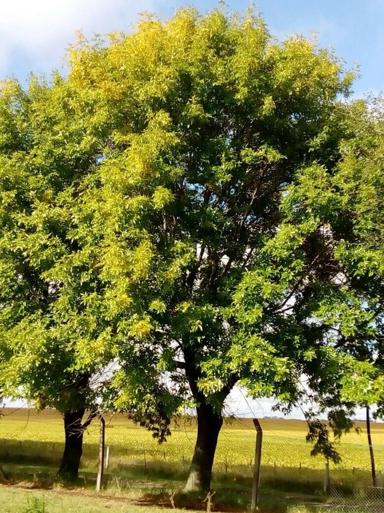 Campo Alegre - Destacada