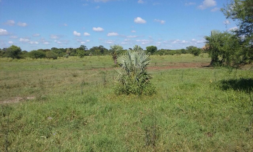 Campo Lindo - Imagen