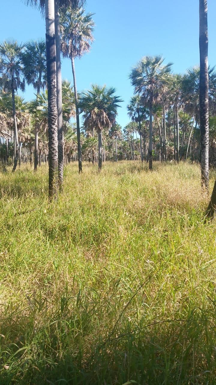 Campo Lindo - Imagen