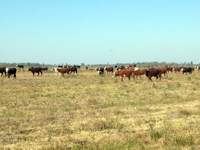 Campo Lindo - Destacada