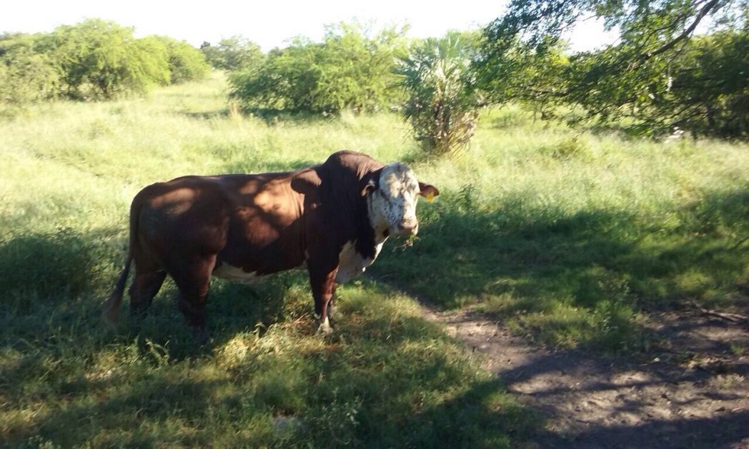Campo Lindo - Destacada