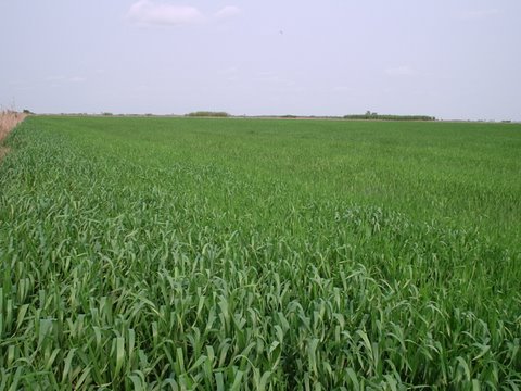 El Cacuy - Imagen