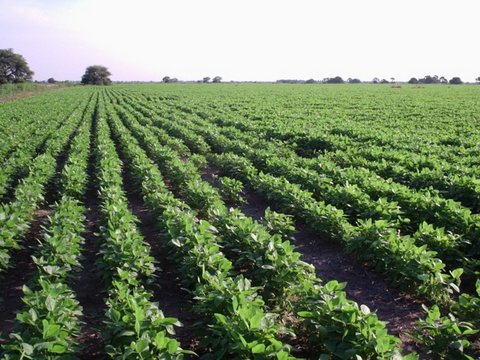El Cacuy - Destacada