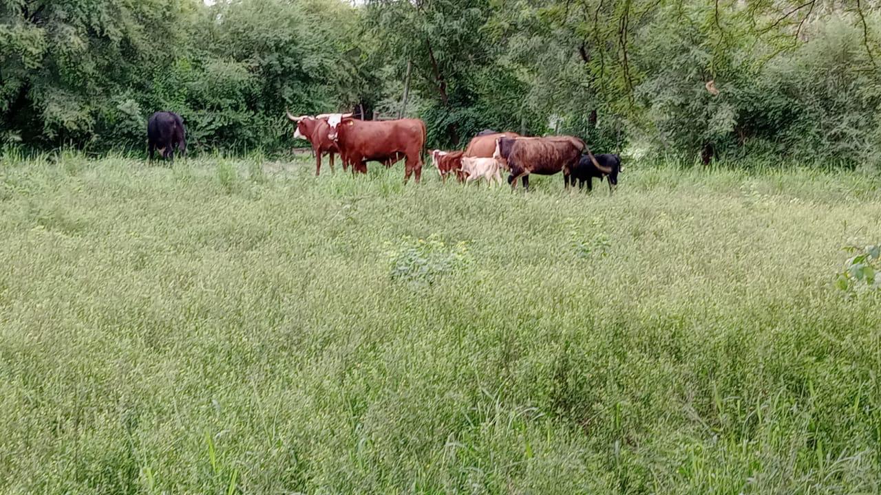 El Yarará - Destacada
