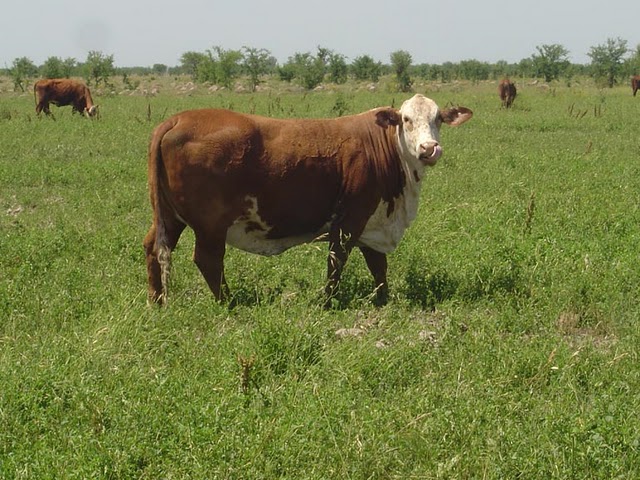 Fortín Yunká - Destacada