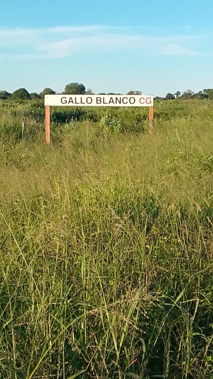 Gallo Blanco - Destacada